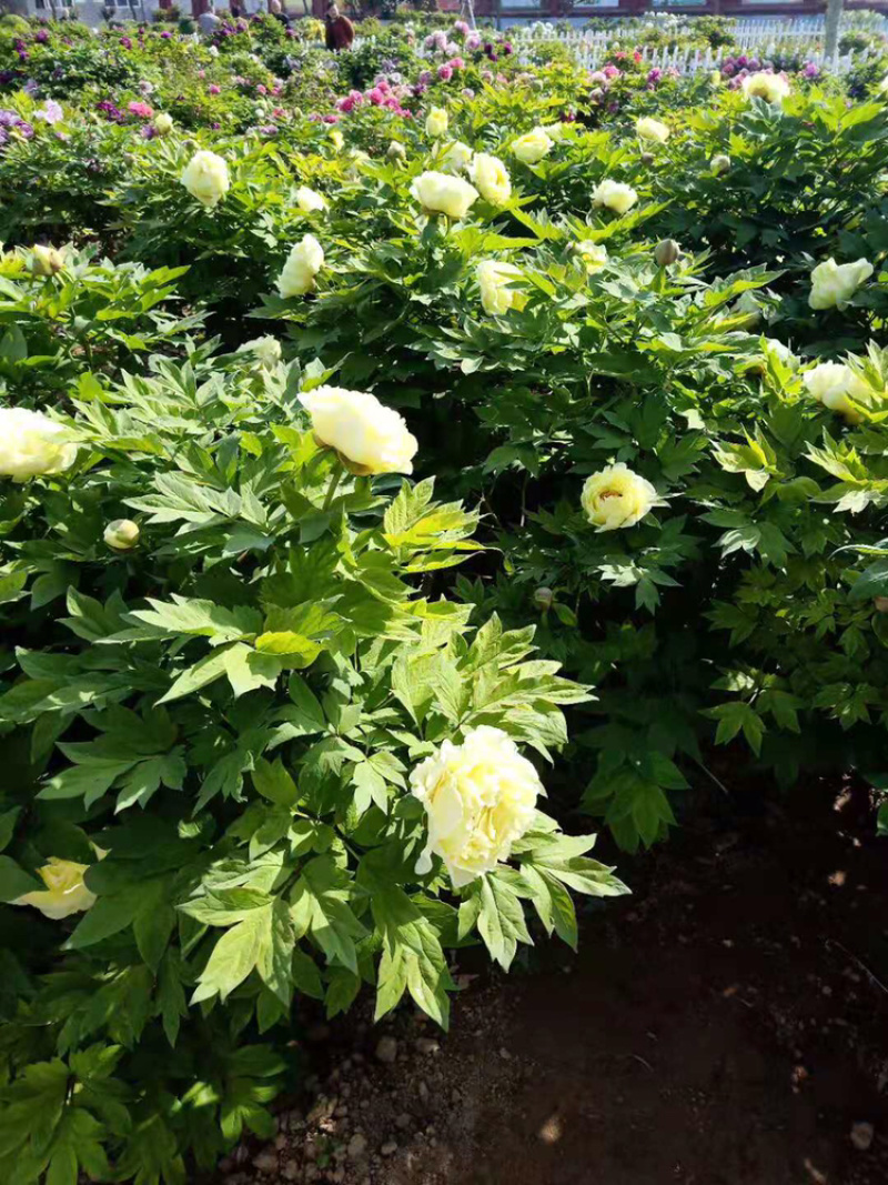 春节催花牡丹花盆景，包成活50棵起批，量大