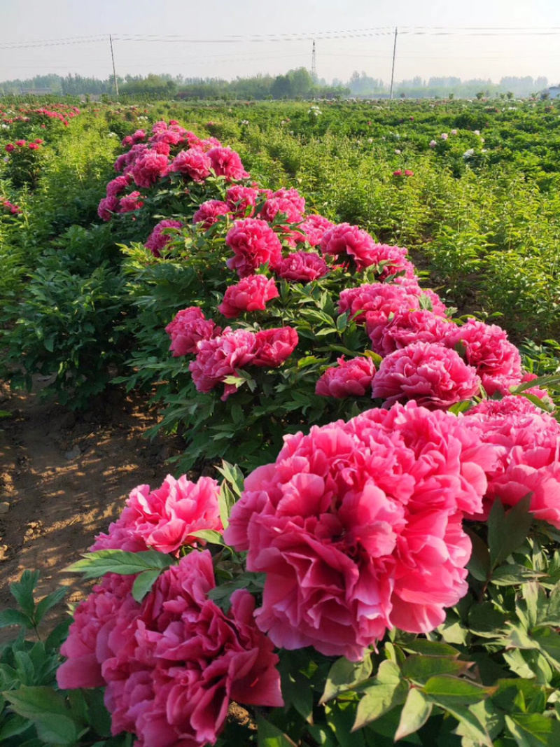 春节催花牡丹花盆景，包成活50棵起批，量大