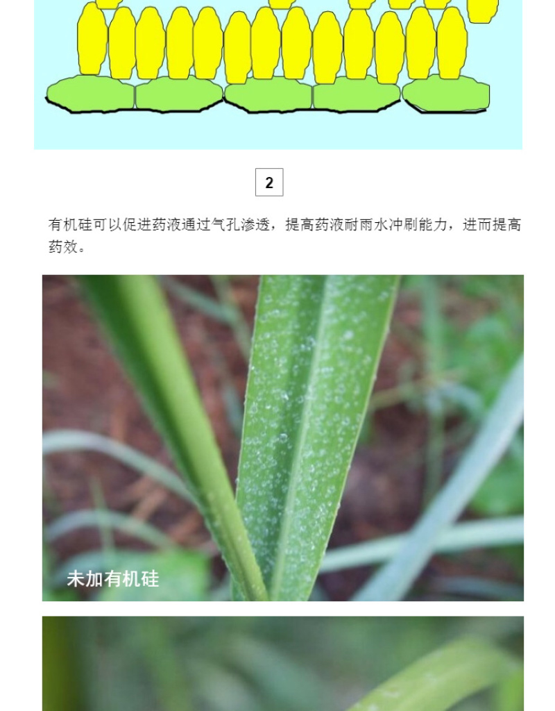 农用有机硅增效剂超强附着超强渗透量大优惠