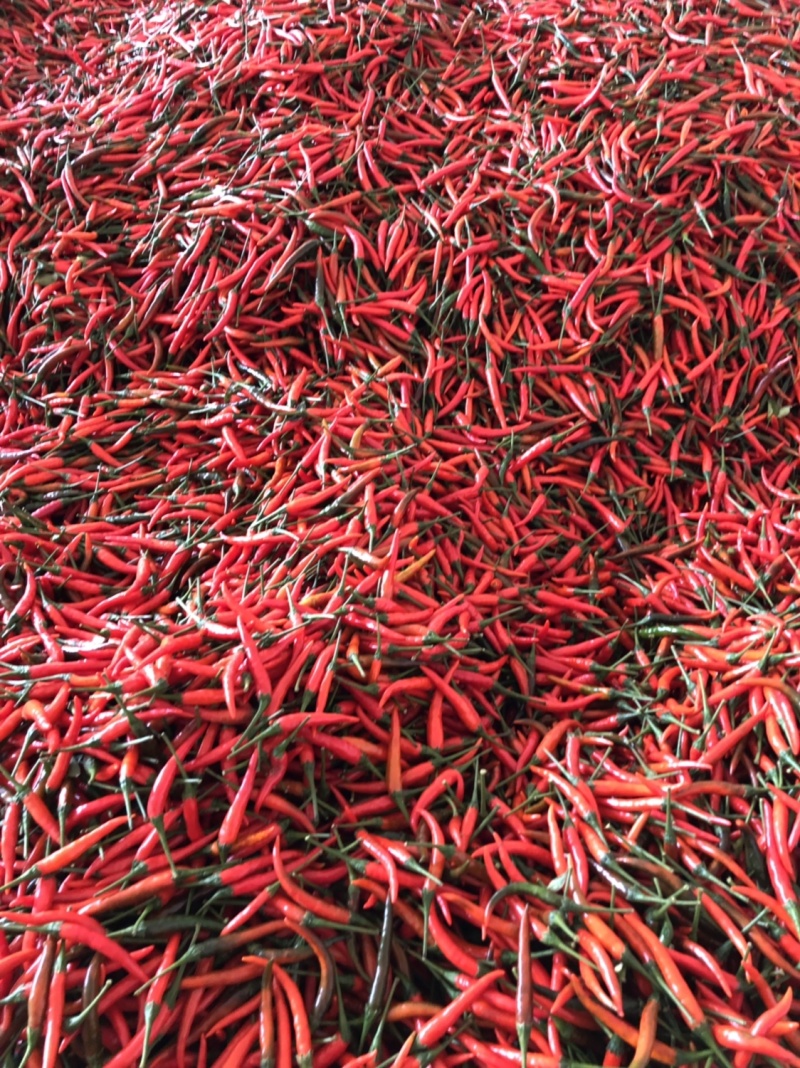 精品艳红5~10厘米，大量供应，保证质量，