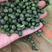 罗汉松种子包邮罗汉松盆景家庭阳台盆栽育苗室内外绿植物种籽