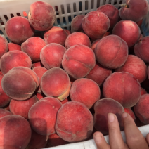 蒙阴蜜桃量大质优，诚信代办