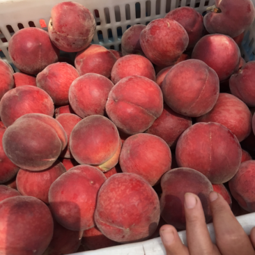 蒙阴蜜桃量大质优，诚信代办