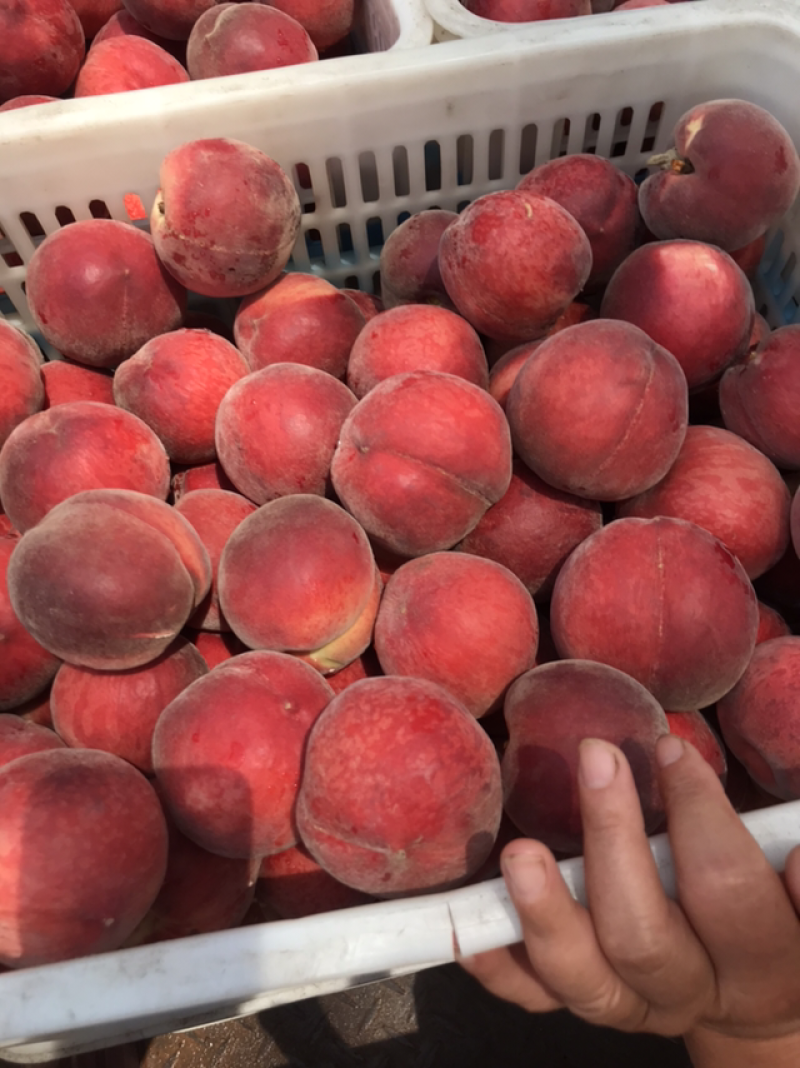 蒙阴蜜桃量大质优，诚信代办