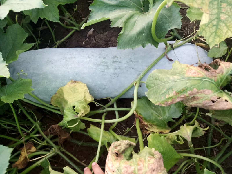 精品白皮冬瓜大量上市，一手货源保质保量价格便宜