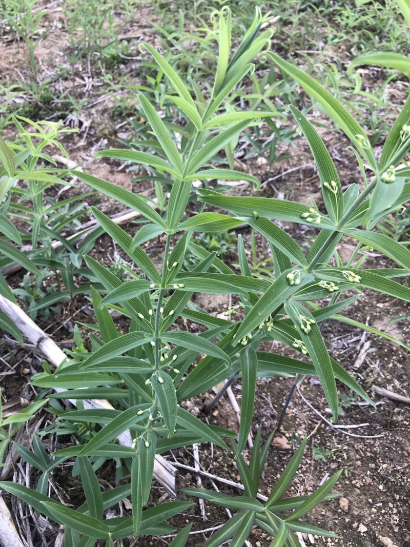 野生新鲜鸡头黄精种苗2-3年种植苗黄精种子成活率高