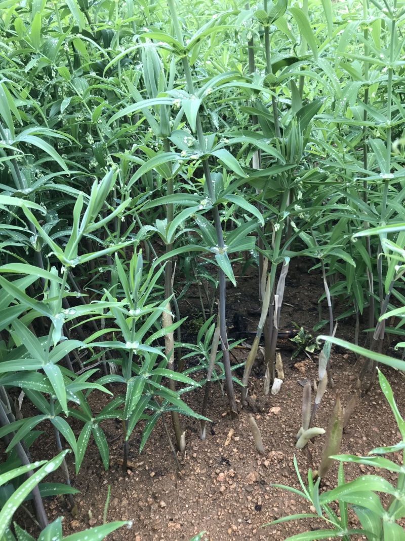 野生新鲜鸡头黄精种苗2-3年种植苗黄精种子成活率高