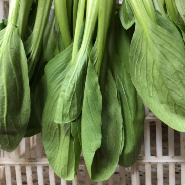 小青菜