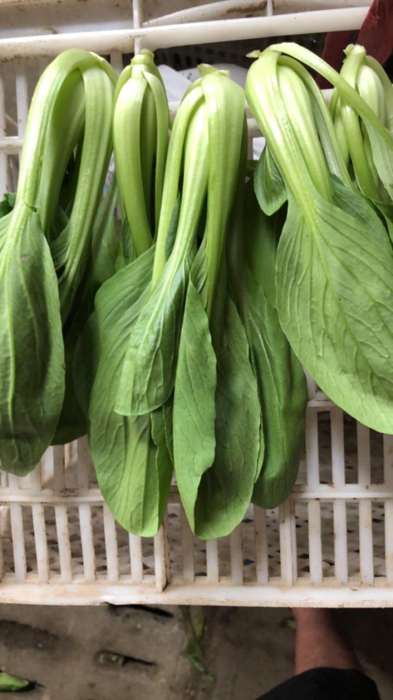 小青菜