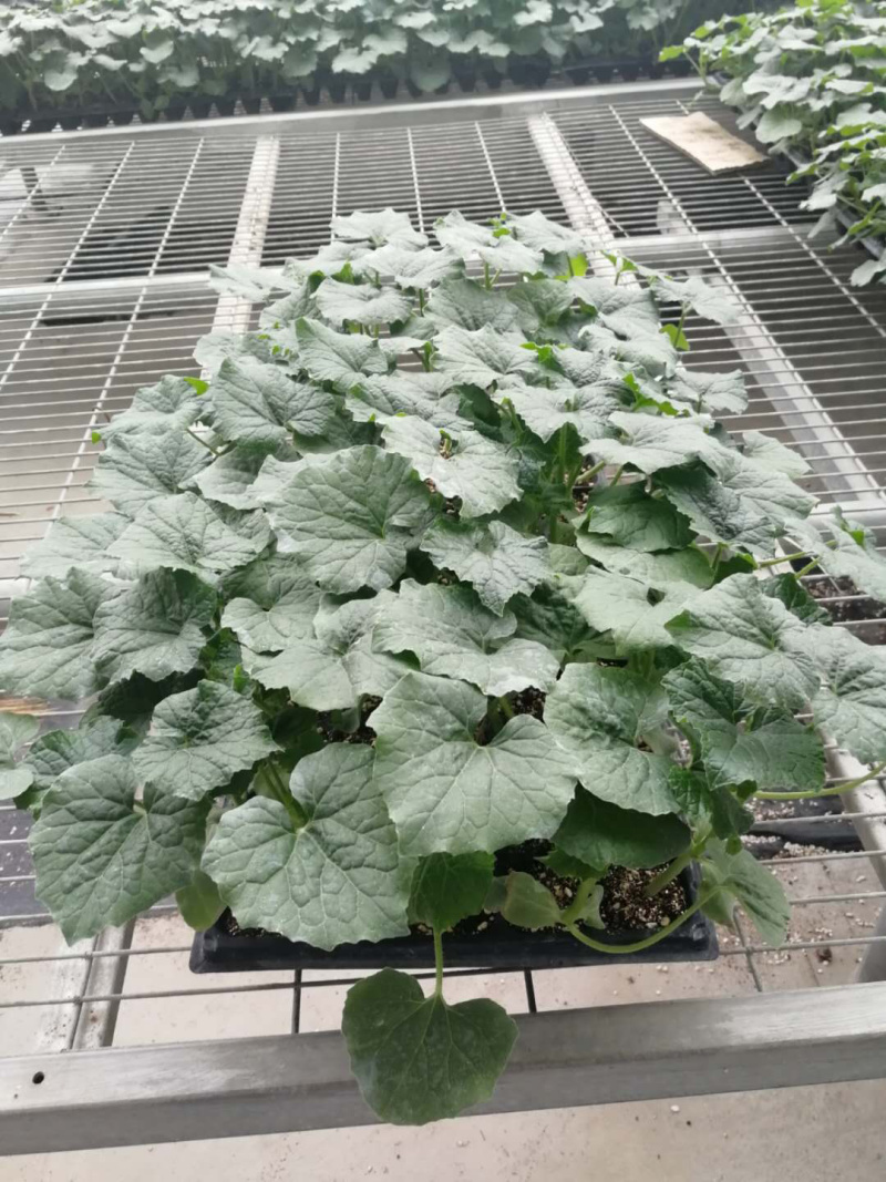 越夏耐热西葫芦苗基地直供量大从优成保质保量