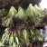 新鲜沙拉蔬菜罗莎红汉堡紫叶生菜红边生菜大叶紫霞生菜