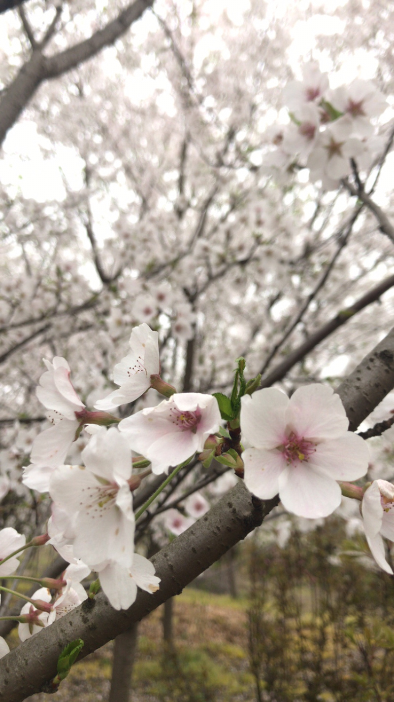 樱花，日本早樱，染井吉野，寒绯樱，八重寒绯樱