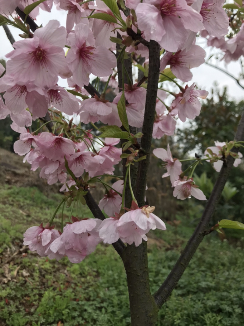 樱花，日本早樱，染井吉野，寒绯樱，八重寒绯樱