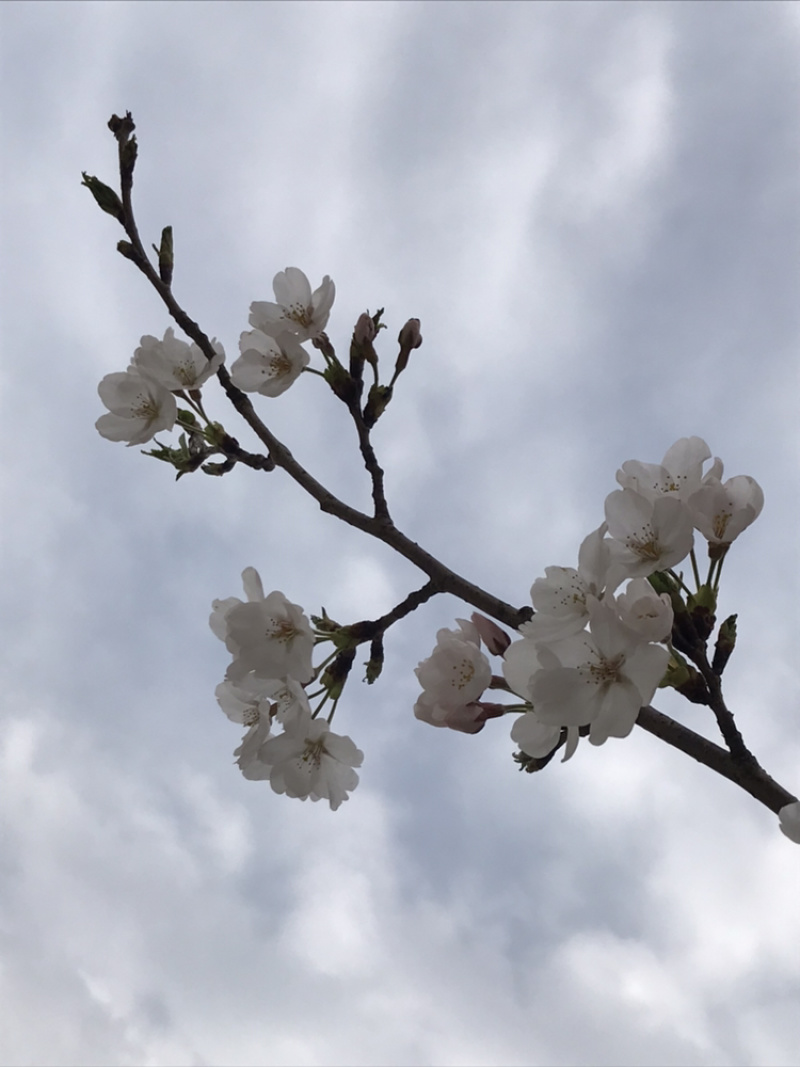 樱花，日本早樱，染井吉野，寒绯樱，八重寒绯樱