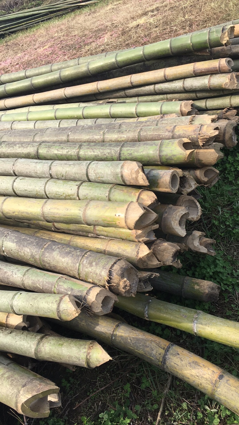 菜架竹杆金银花架条药材撑杆面向全国大量批发
