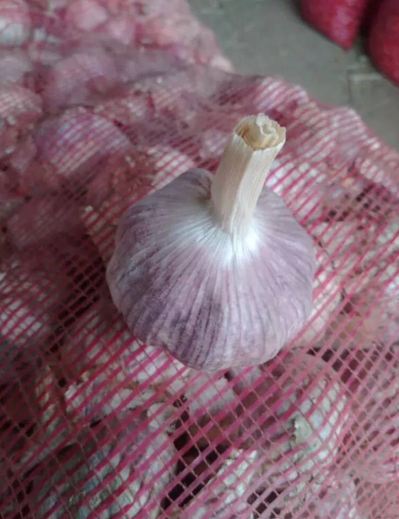 大蒜青苗鲜蒜