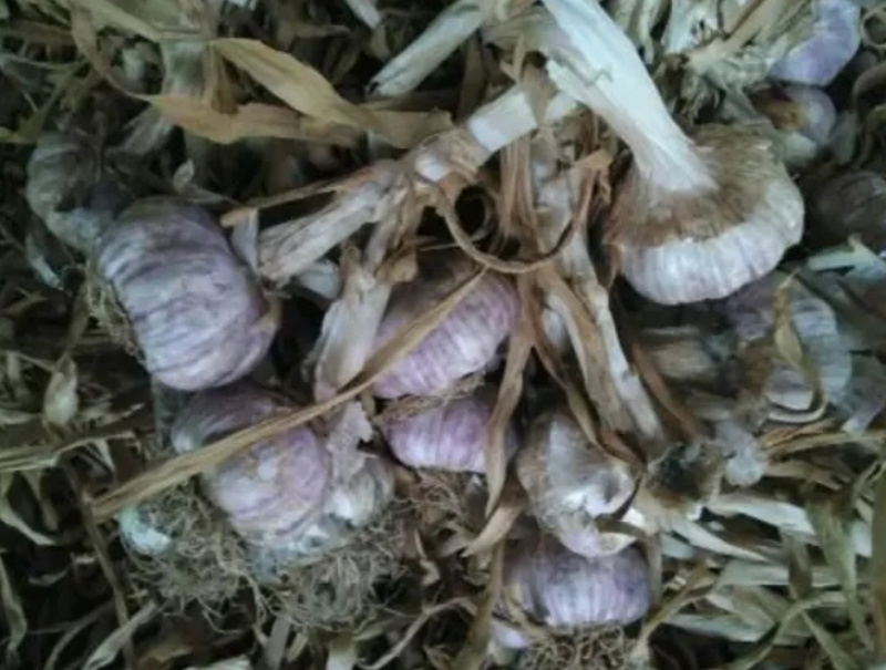 大蒜青苗鲜蒜