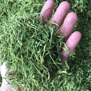 2019年带绒毛金银花原产地批发
