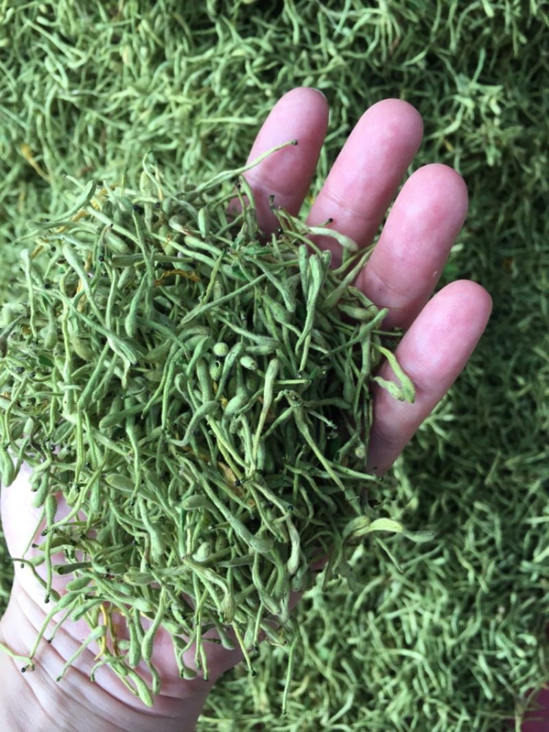 2019年带绒毛金银花原产地批发