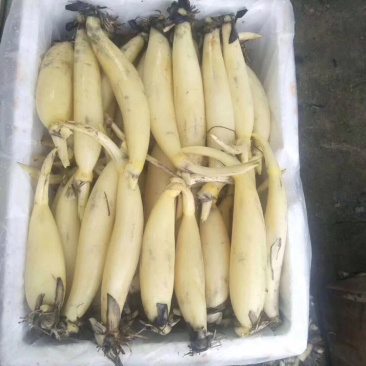 鲜藕芽又叫水果藕支持一件代发