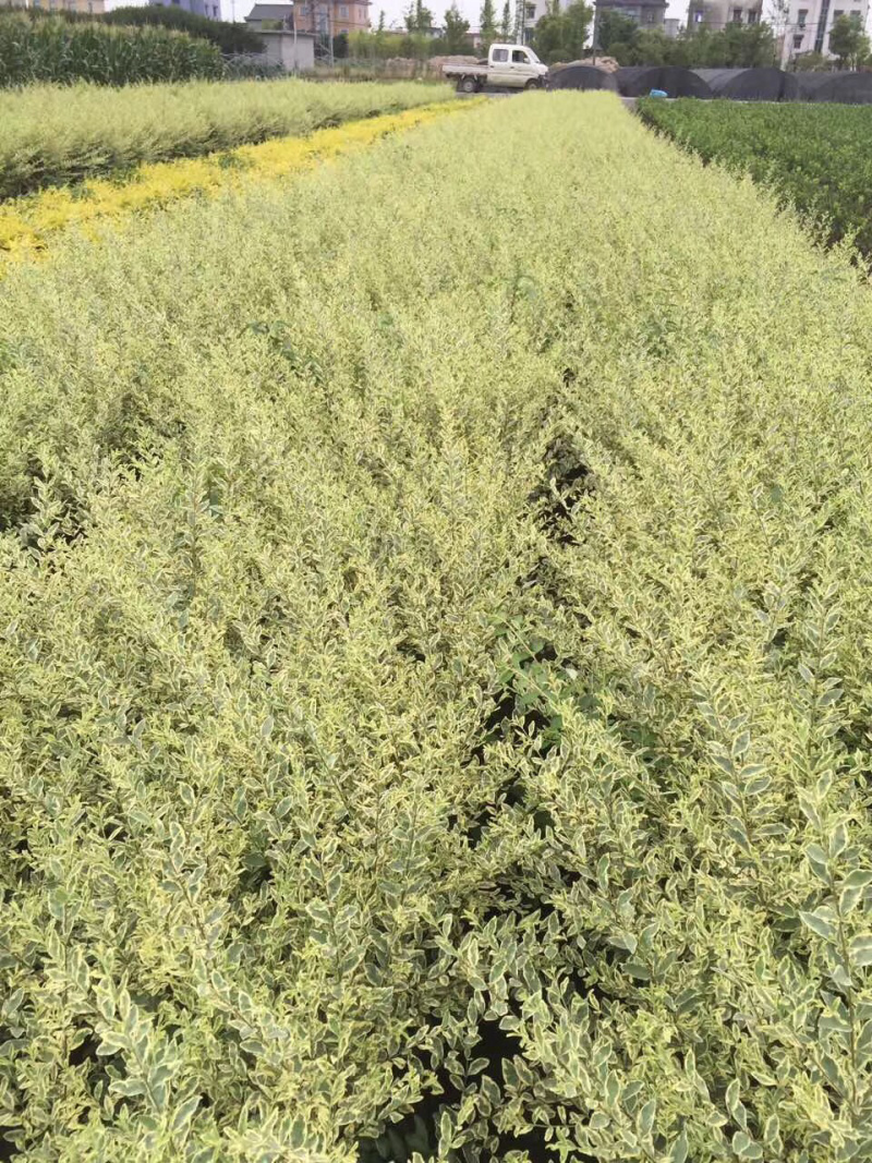 金姬水腊，金姬毛球，
