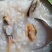 淡菜青口肉提鲜好帮手