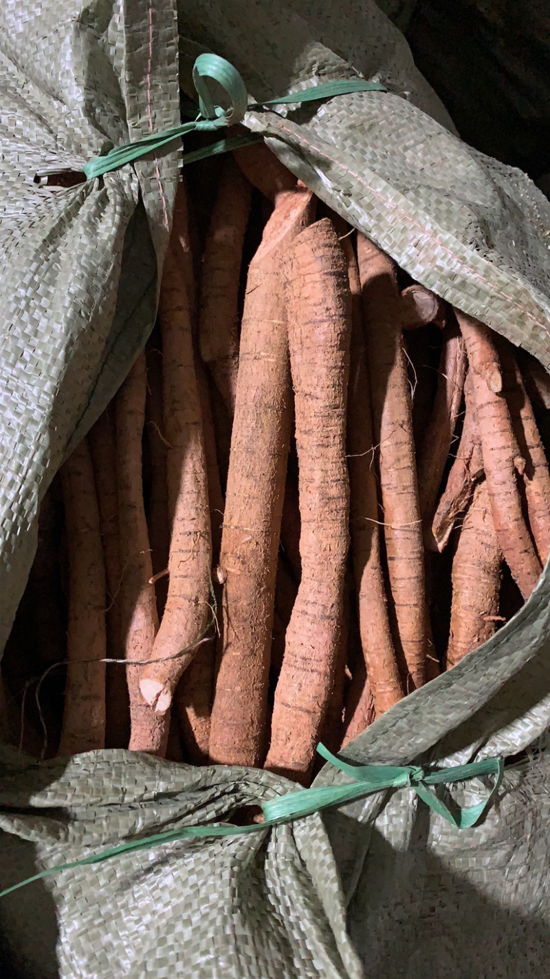 大量新鲜牛大力根长期供应，精选靓规格产地直销