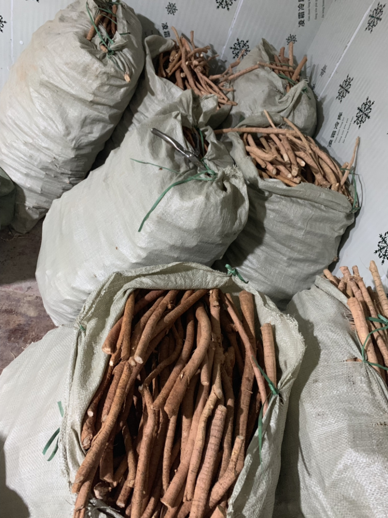 大量新鲜牛大力根长期供应，精选靓规格产地直销