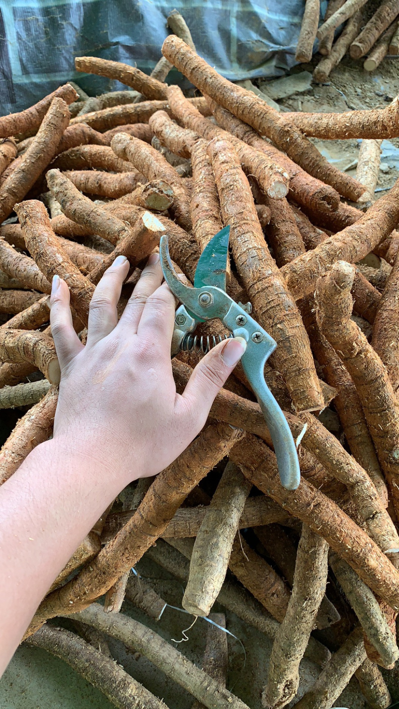 牛大力薯，靓规格（大叶品种）