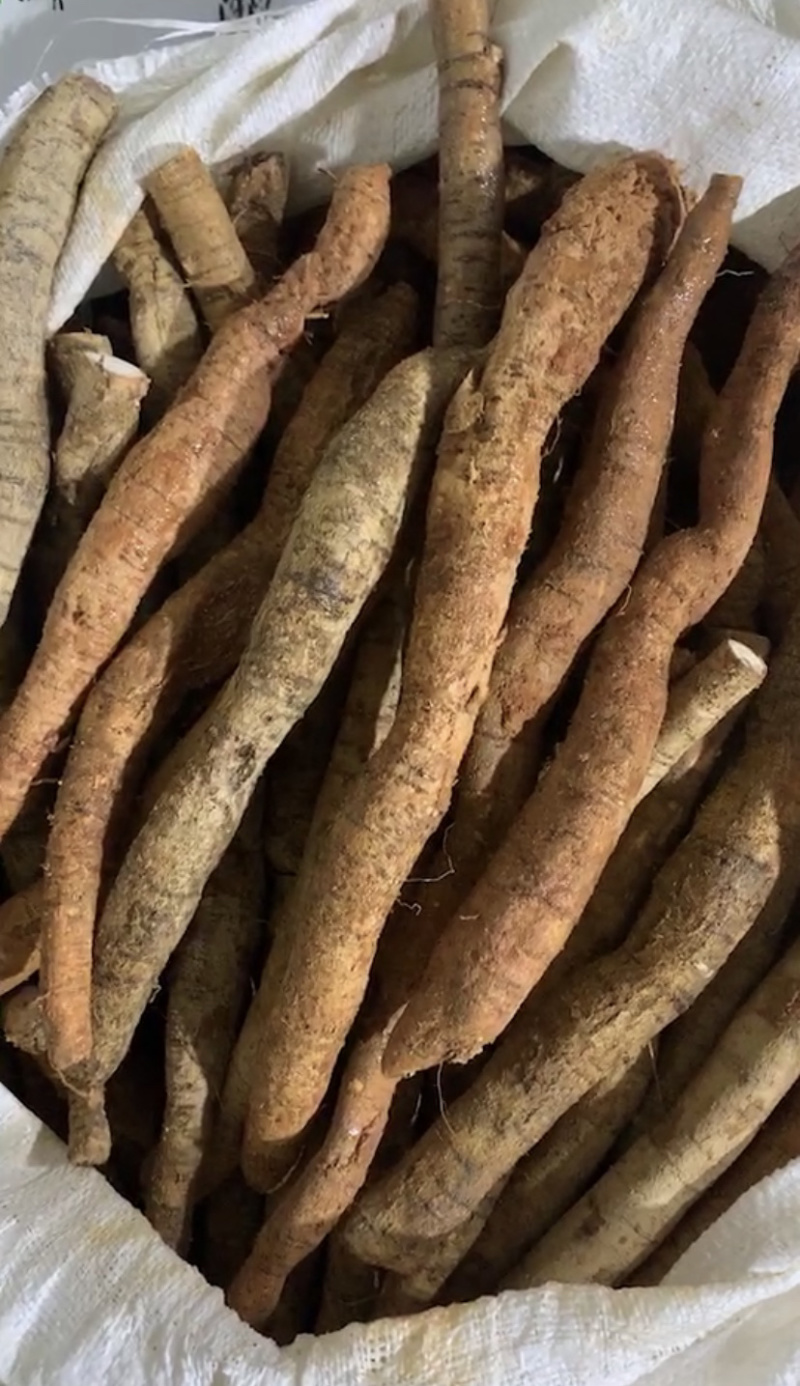 种植牛大力大薯，够大够靓。（大叶品种）