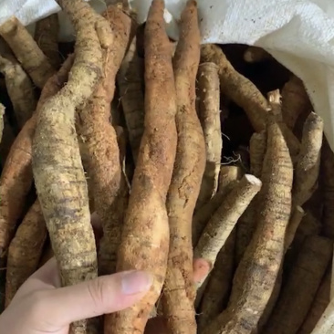 种植牛大力大薯，够大够靓。（大叶品种）