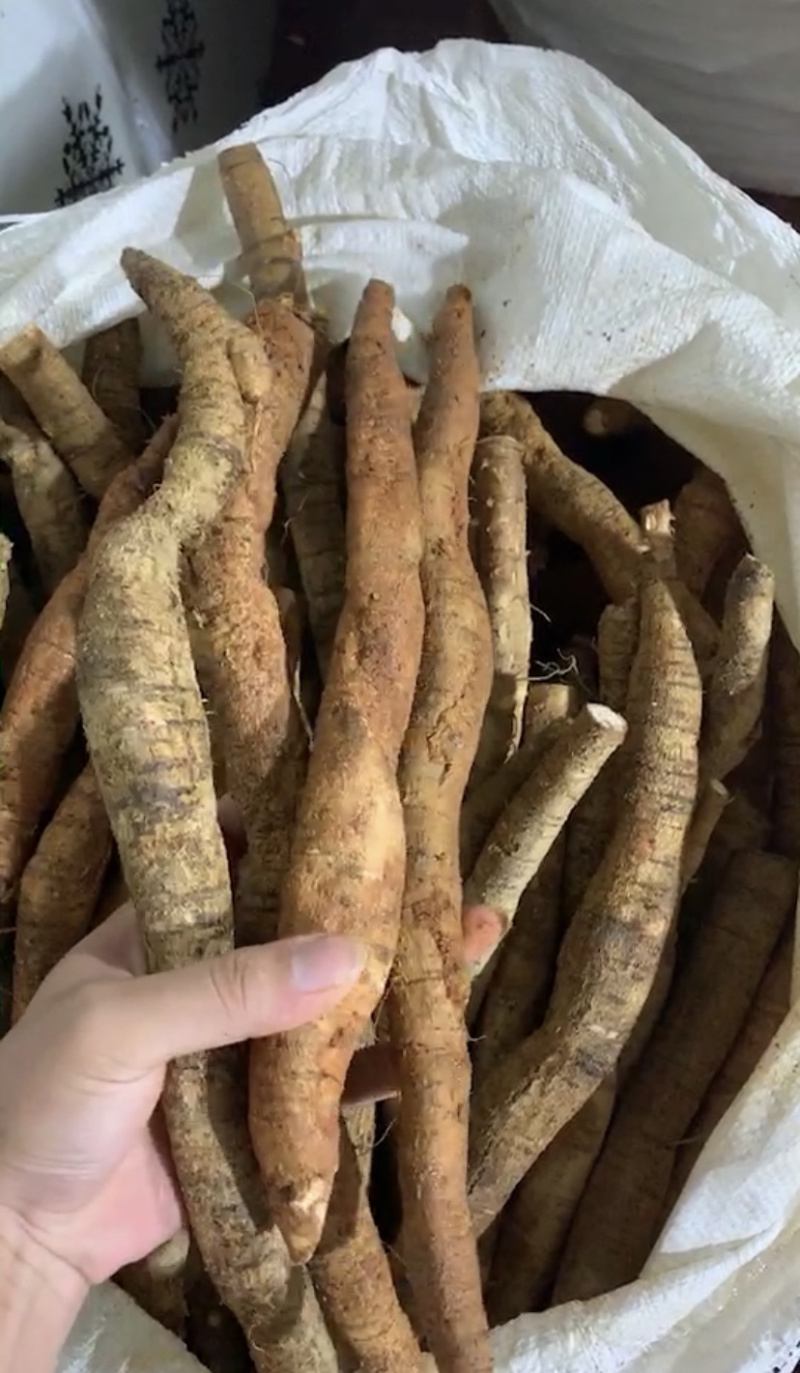 种植牛大力大薯，够大够靓。（大叶品种）