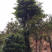 移栽3年朴树，胸径60到100公分高11米