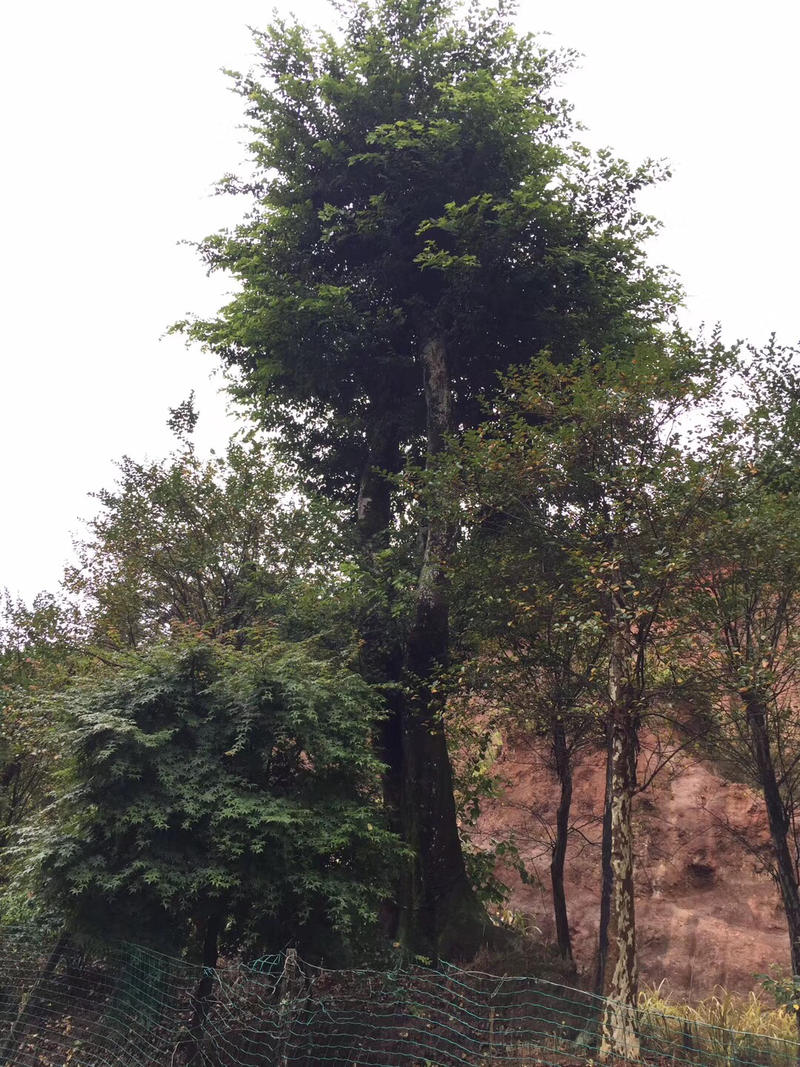 移栽3年朴树，胸径60到100公分高11米
