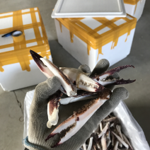 梭子蟹蟹脚，精品酒店专用货，大号蟹脚，中号蟹脚