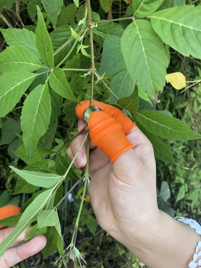 摘花椒神器采摘蔬菜农用摘豆角多功能拇指刀指甲刀