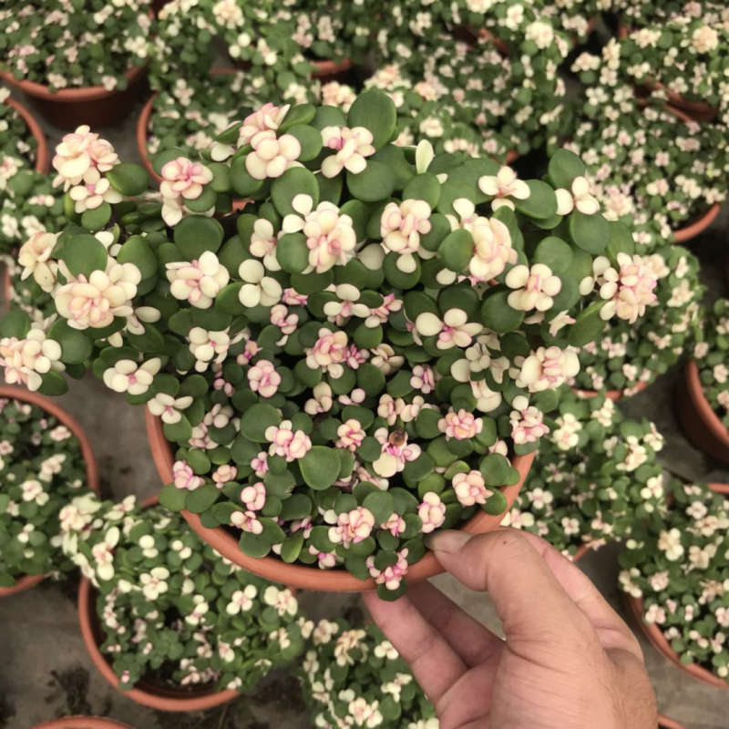 金枝玉叶花卉植物