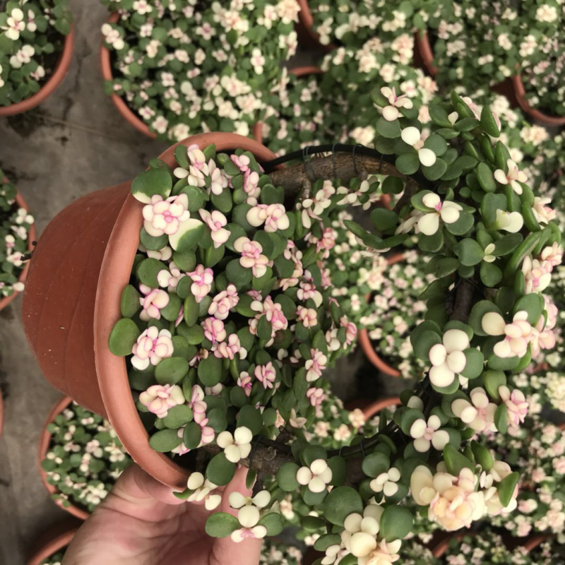 金枝玉叶花卉植物
