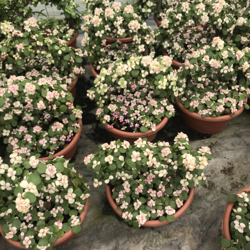 金枝玉叶花卉植物