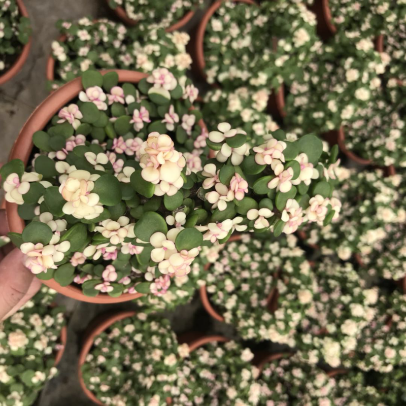 金枝玉叶花卉植物