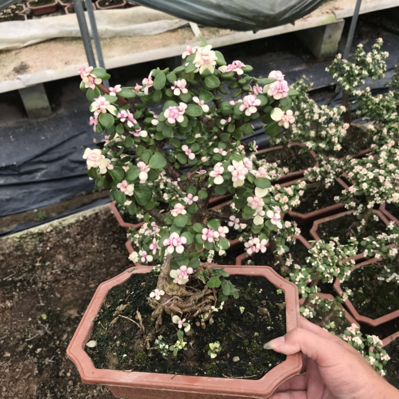 金枝玉叶花卉植物