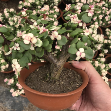 金枝玉叶花卉植物
