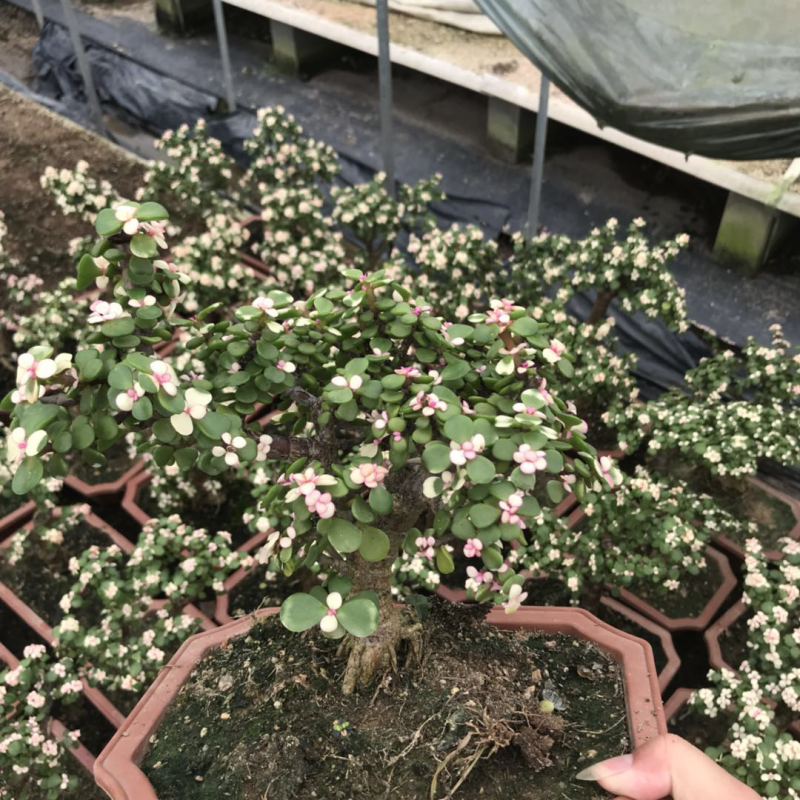 金枝玉叶花卉植物
