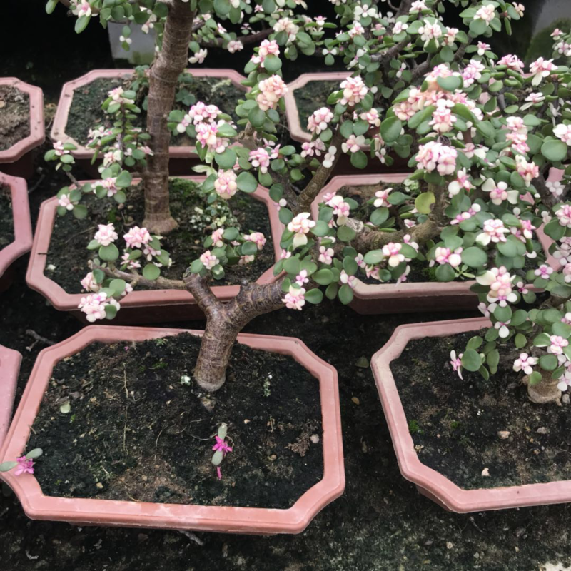 金枝玉叶花卉植物