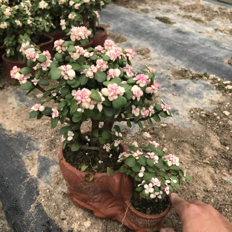 金枝玉叶花卉植物