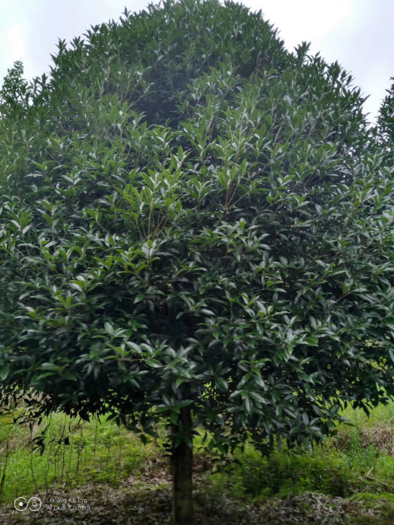 桂花地径16公分17公分精品出售