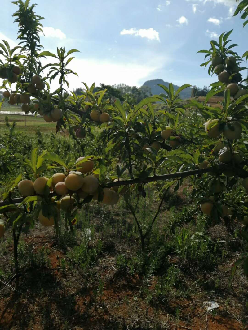 冰脆李子，产地云南，味道爽口开胃