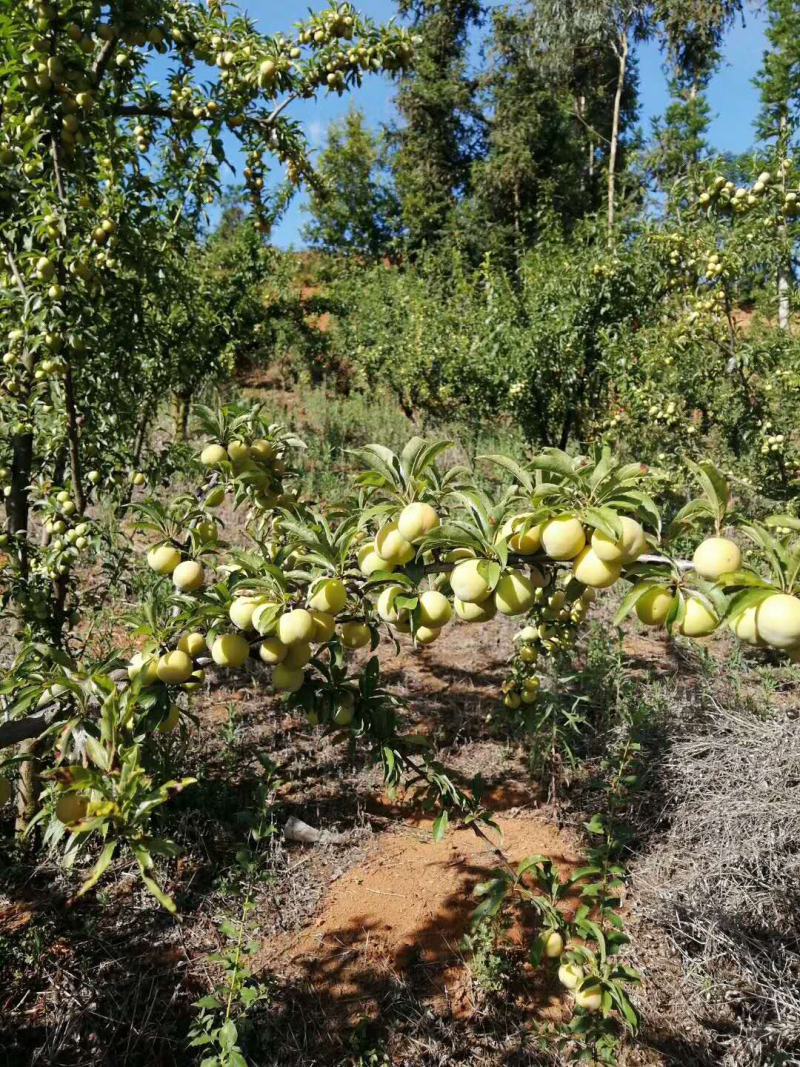 冰脆李子，产地云南，味道爽口开胃