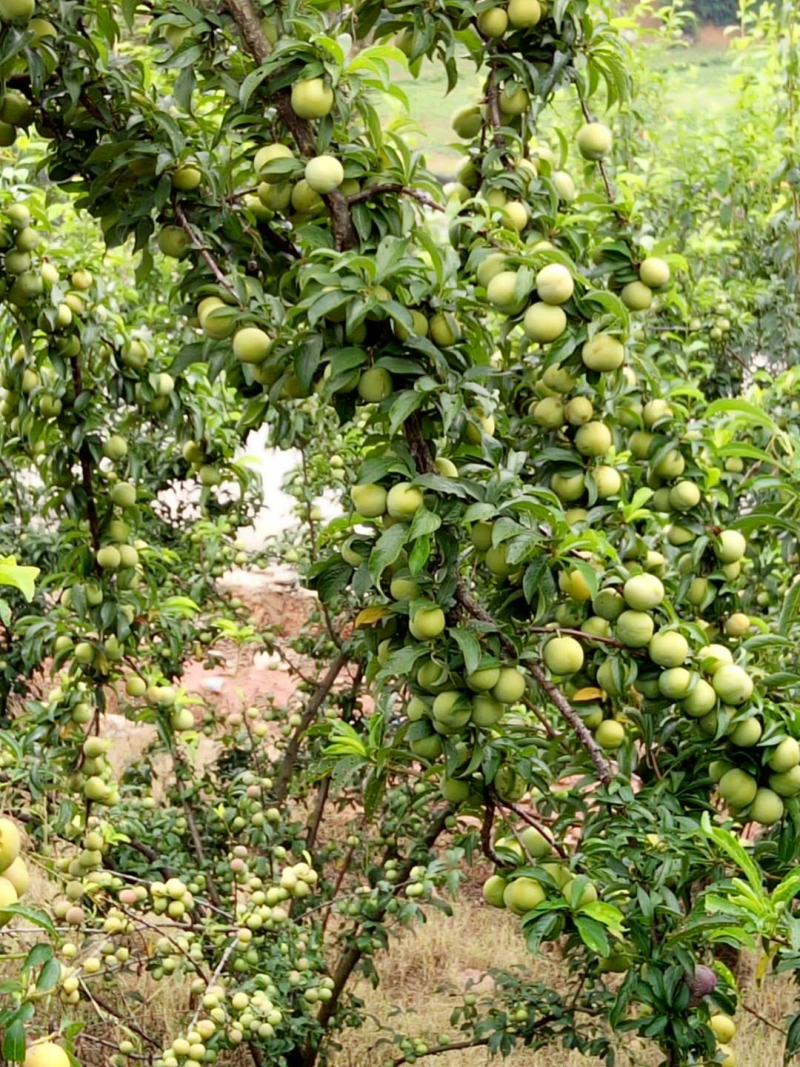 冰脆李子，产地云南，味道爽口开胃