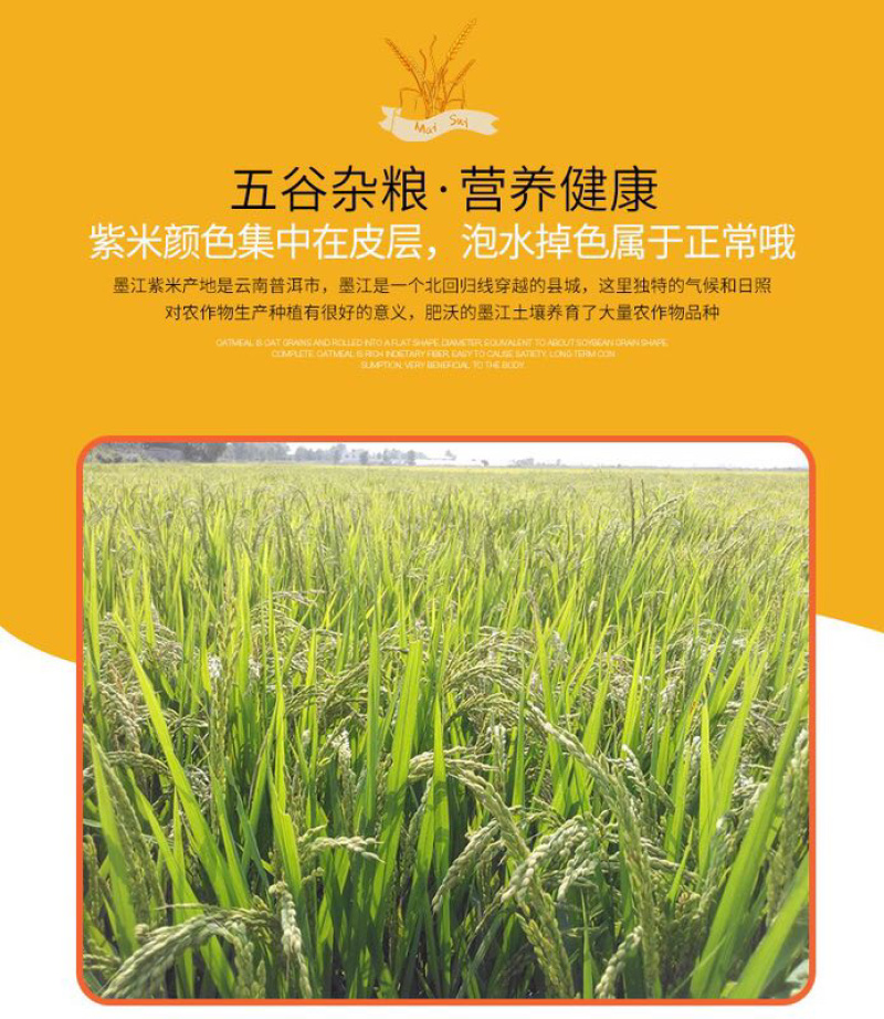 云南墨江紫米墨江紫米新紫色米农家自产自种紫米面包原料
